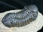Bargain Phacops Trilobite Fossil - #9733-3